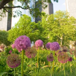 'Globemaster' Giant Allium 12 'Globemaster' Giant Allium -Garden Plants Store GlobemasterAllium 4