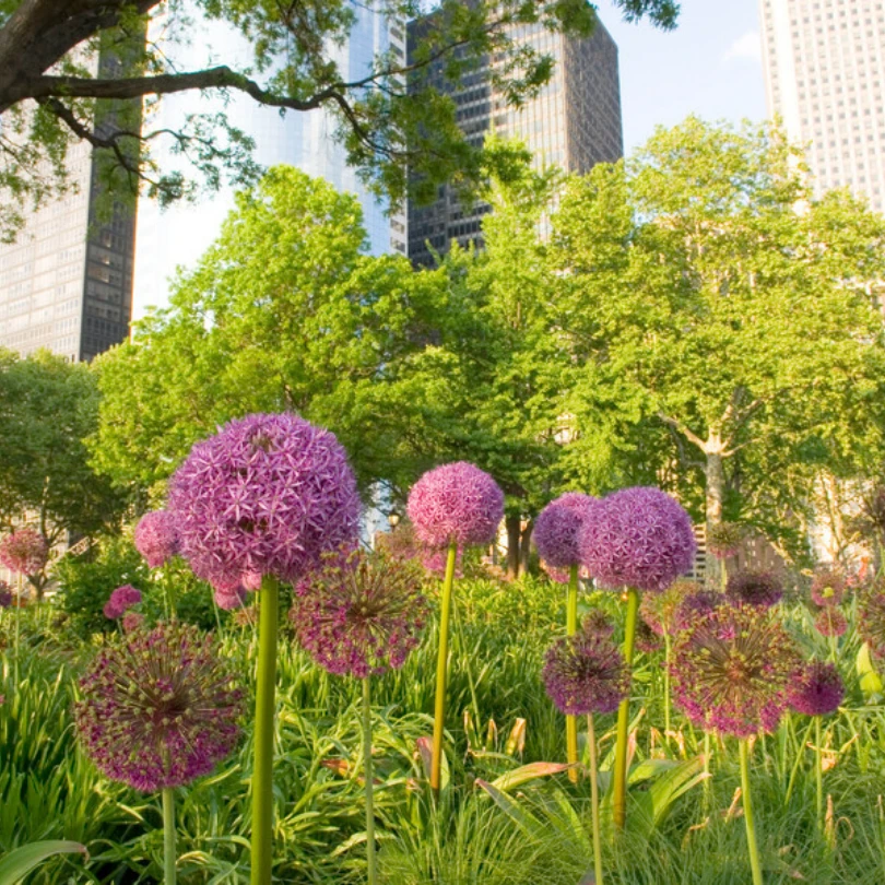 'Globemaster' Giant Allium 7 'Globemaster' Giant Allium - Image 5