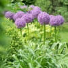 'Globemaster' Giant Allium 1 'Globemaster' Giant Allium -Garden Plants Store GlobemasterAllium 5