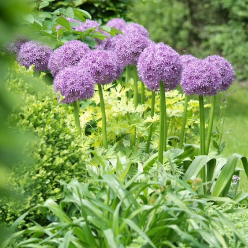 'Globemaster' Giant Allium 3 'Globemaster' Giant Allium