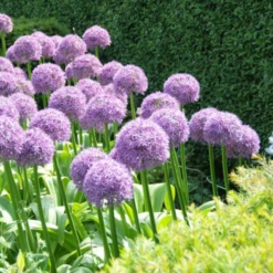 'Globemaster' Giant Allium 11 'Globemaster' Giant Allium -Garden Plants Store GlobemasterAllium 6