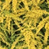 'Fireworks' Goldenrod (Solidago) 2 'Fireworks' Goldenrod (Solidago) -Garden Plants Store Goldenrod Flowers 2