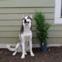 'Green Giant' Arborvitae/Thuja 15 'Green Giant' Arborvitae/Thuja -Garden Plants Store Great garden plants green giant arborvitae 544ba6cb 2aa2 48b6 a69f f2045670184d sw