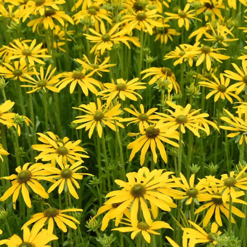 'Green Eyed Lady' Black-Eyed Susan (Rudbeckia) 3 'Green Eyed Lady' Black-Eyed Susan (Rudbeckia)