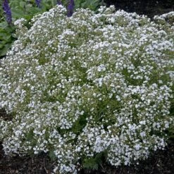 Festival Star® Baby's Breath -Garden Plants Store Gypsophila Festival Star 2 P sw