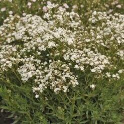Festival Star® Baby's Breath -Garden Plants Store Gypsophila Festival Star 4 P sw