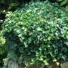 English Ivy 1 English Ivy -Garden Plants Store HEDERA THORNDALE 3 sw