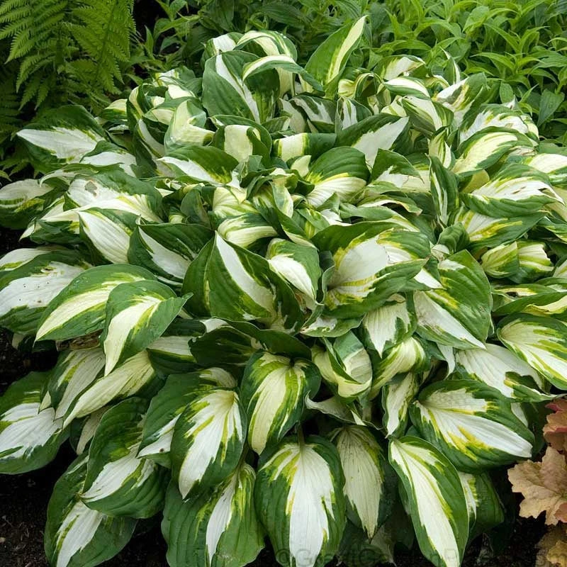 'Vulcan' Hosta 5 'Vulcan' Hosta - Image 3