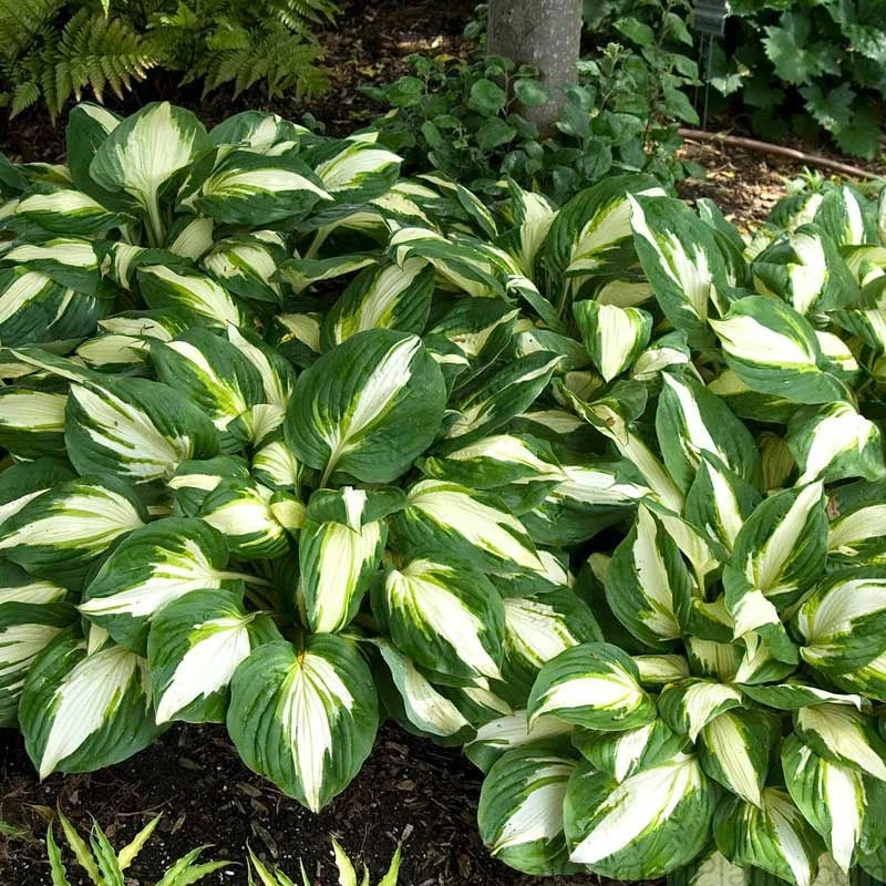 'Vulcan' Hosta 3 'Vulcan' Hosta