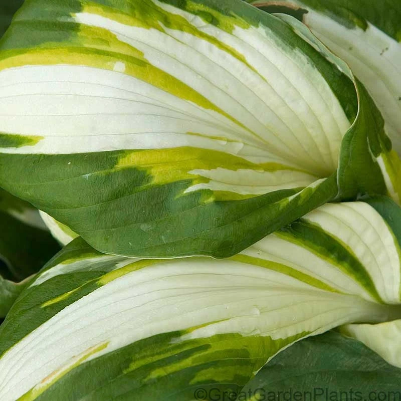 'Vulcan' Hosta 4 'Vulcan' Hosta - Image 2