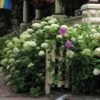 'Annabelle' Smooth Hydrangea 1 'Annabelle' Smooth Hydrangea -Garden Plants Store HYDAN2Q 1 9a5fb144 c34f 4283 a211 6b61b057d415 sw