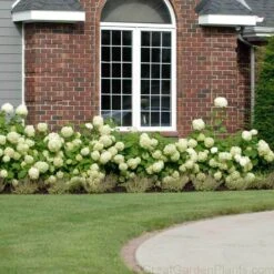 Garden Plants Store -Garden Plants Store HYDAN2Q 2 ade21708 6d65 4707 acfc 7ee81e4e2561 sw