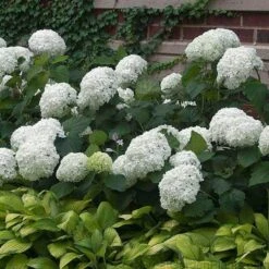 'Annabelle' Smooth Hydrangea 8 'Annabelle' Smooth Hydrangea -Garden Plants Store HYDAN2Q 3 92ce70b0 bc0b 493b 8557 222132210705 sw