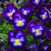 'Halo Violet' Violet (Viola)