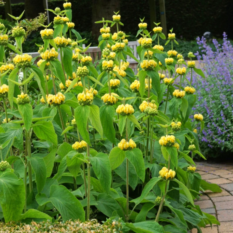 Hardy Jerusalem Sage (Phlomis) 3 Hardy Jerusalem Sage (Phlomis)