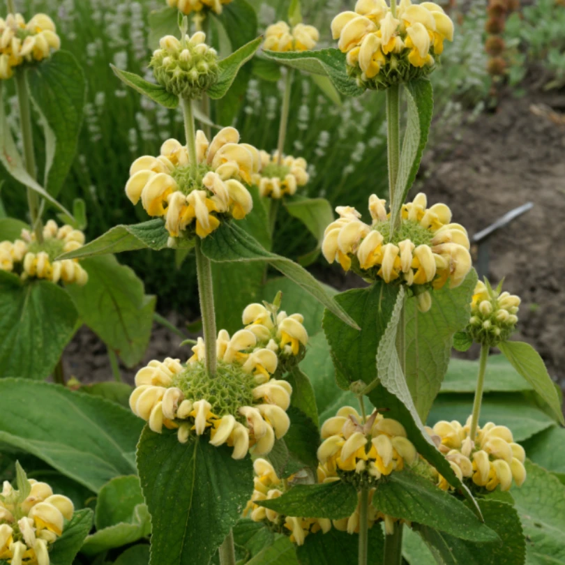 Hardy Jerusalem Sage (Phlomis) 4 Hardy Jerusalem Sage (Phlomis) - Image 2