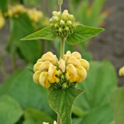 Hardy Jerusalem Sage (Phlomis) 11 Hardy Jerusalem Sage (Phlomis) -Garden Plants Store Hardy Jerusalem Sage Phlomis 4