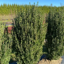 Hedge Box™ Japanese Holly (Ilex) -Garden Plants Store HedgeBox JapaneseHolly Ilex 2