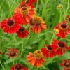 'Moerheim Beauty' Sneezeweed -Garden Plants Store HeleniumMoerheimBeauty 080702gbv075