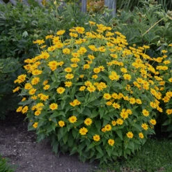 'Tuscan Sun' False Sunflower 10 'Tuscan Sun' False Sunflower -Garden Plants Store Heliopsis Tuscan Sun 2 P