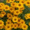 'Tuscan Sun' False Sunflower -Garden Plants Store Heliopsis Tuscan Sun 3 P