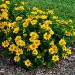 Garden Plants Store -Garden Plants Store Heliopsis Tuscan Gold 1 P