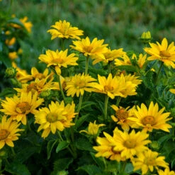 Tuscan Gold™ False Sunflower -Garden Plants Store Heliopsis Tuscan Gold 2 P