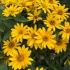 Tuscan Gold⢠False Sunflower 2 Tuscan Gold⢠False Sunflower -Garden Plants Store Heliopsis Tuscan Gold 3 P