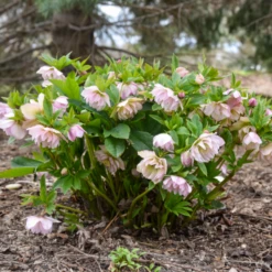 Wedding Party® 'Flower Girl' Lenten Rose (Helleborus) 9 Wedding Party® 'Flower Girl' Lenten Rose (Helleborus) -Garden Plants Store Helleborus FlowerGirl