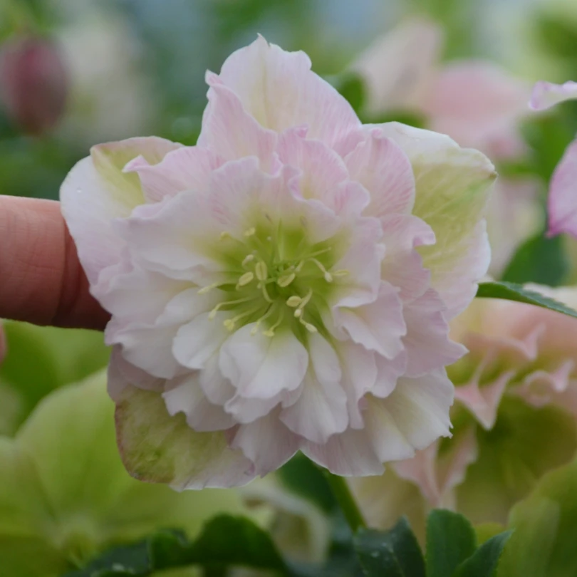Wedding Party® 'Flower Girl' Lenten Rose (Helleborus) 3 Wedding Party® 'Flower Girl' Lenten Rose (Helleborus)
