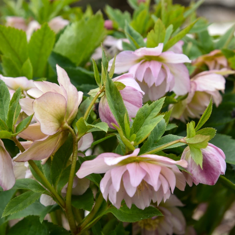 Wedding Party® 'Flower Girl' Lenten Rose (Helleborus) 4 Wedding Party® 'Flower Girl' Lenten Rose (Helleborus) - Image 2