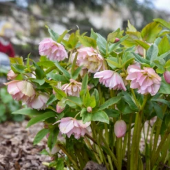 Wedding Party® 'Flower Girl' Lenten Rose (Helleborus) 8 Wedding Party® 'Flower Girl' Lenten Rose (Helleborus) -Garden Plants Store Helleborus FlowerGirl 3
