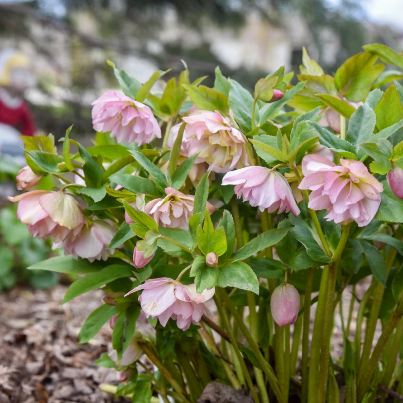 Wedding Party® 'Flower Girl' Lenten Rose (Helleborus) 5 Wedding Party® 'Flower Girl' Lenten Rose (Helleborus) - Image 3
