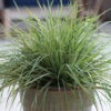 Hello Spring!™ Feather Reed Grass