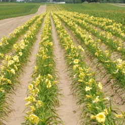 Rainbow Rhythm® 'Going Bananas' Daylily -Garden Plants Store Hemerocallis Going Bananas 1 P