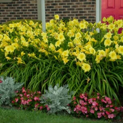 Rainbow Rhythm® 'Going Bananas' Daylily -Garden Plants Store Hemerocallis Going Bananas 2 P