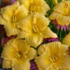 Rainbow Rhythm® 'Going Bananas' Daylily 2 Rainbow Rhythm® 'Going Bananas' Daylily -Garden Plants Store Hemerocallis Going Bananas 3 P