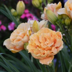 Rainbow Rhythm® 'Siloam Peony Display' Daylily -Garden Plants Store Hemerocallis Siloam Peony Display 2 P