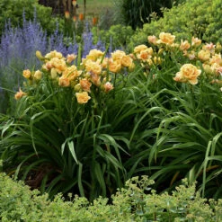 Rainbow Rhythm® 'Siloam Peony Display' Daylily -Garden Plants Store Hemerocallis Siloam Peony Display 4 P