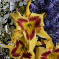 Rainbow Rhythm® 'Tiger Swirl' Daylily -Garden Plants Store Hemerocallis Tiger Swirl 1 P sw