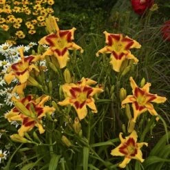 Rainbow Rhythm® 'Tiger Swirl' Daylily -Garden Plants Store Hemerocallis Tiger Swirl 3 P sw