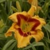 Rainbow Rhythm® 'Tiger Swirl' Daylily 1 Rainbow Rhythm® 'Tiger Swirl' Daylily -Garden Plants Store Hemerocallis Tiger Swirl 4 P sw