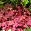 'Berry Smoothie' Coral Bells 1 'Berry Smoothie' Coral Bells -Garden Plants Store Heuchera Berry Smoothie 1