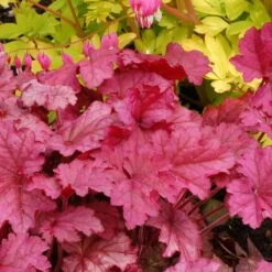 'Berry Smoothie' Coral Bells 9 'Berry Smoothie' Coral Bells -Garden Plants Store Heuchera Berry Smoothie 3