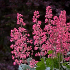 Dolce® 'Spearmint' Coral Bells -Garden Plants Store Heuchera Dolce Spearmint 1 P