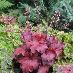 'Fire Alarm' Coral Bells 15 'Fire Alarm' Coral Bells -Garden Plants Store Heuchera Fire Alarm 1 P 350cde67 c50e 4b90 ab98 8190365a9f1f sw