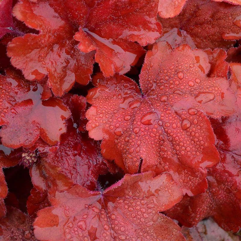 'Fire Alarm' Coral Bells 8 'Fire Alarm' Coral Bells - Image 6