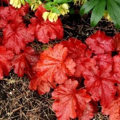 'Fire Alarm' Coral Bells 12 'Fire Alarm' Coral Bells -Garden Plants Store Heuchera Fire Alarm 4 P sw