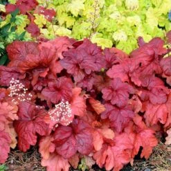 'Fire Alarm' Coral Bells 13 'Fire Alarm' Coral Bells -Garden Plants Store Heuchera Fire Alarm 6 P sw