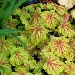 'Red Lightning' Coral Bells -Garden Plants Store Heuchera Red Lightning 3 P